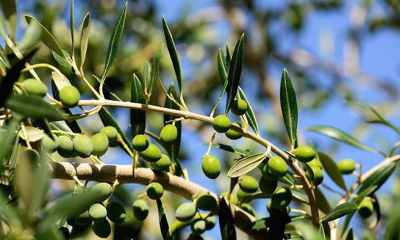 Pakistan Unveils National Olive Plan 2030 to Boost Sustainable Olive Farming, Reduce Edible Oil Imports, and Enhance Rural Economy