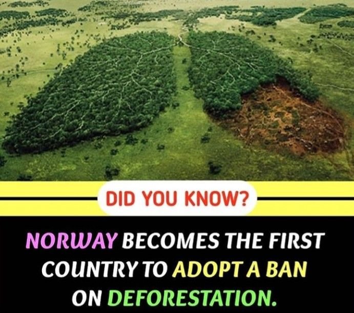 Norway Enacts Landmark Ban on Products Linked to Deforestation, Strengthening Global Climate Action