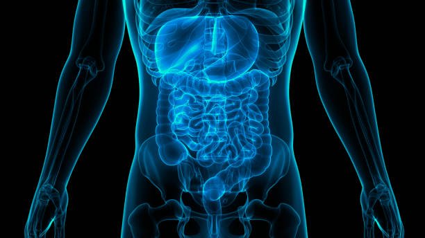 Cysteine-Rich Foods Linked to Intestinal Stem Cell Regeneration and Gut Lining Repair