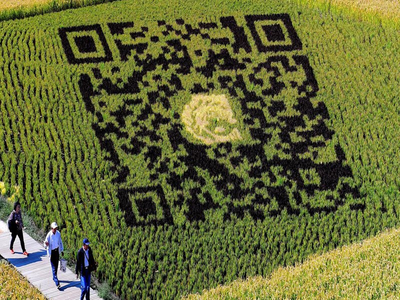 China Turns Rice Fields into Scannable QR Codes, Merging Agriculture with Digital Innovation