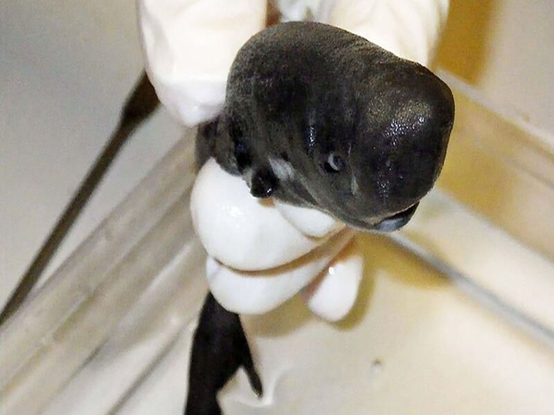 Scientists Discover Rare Bioluminescent Pocket Shark in Gulf of Mexico, Revealing New Deep-Sea Adaptations