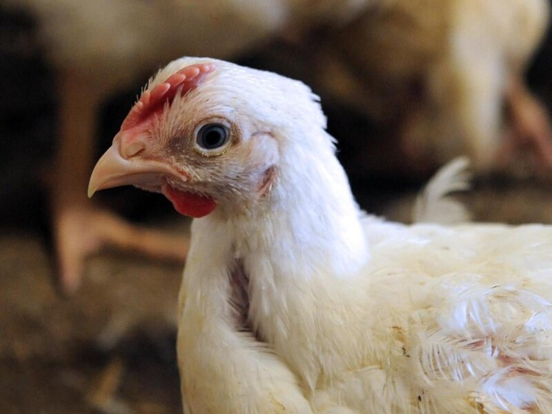 Dead Chicken Meat Supplied to Fast-Food and Biryani Outlets in Karachi Sparks Health Scare