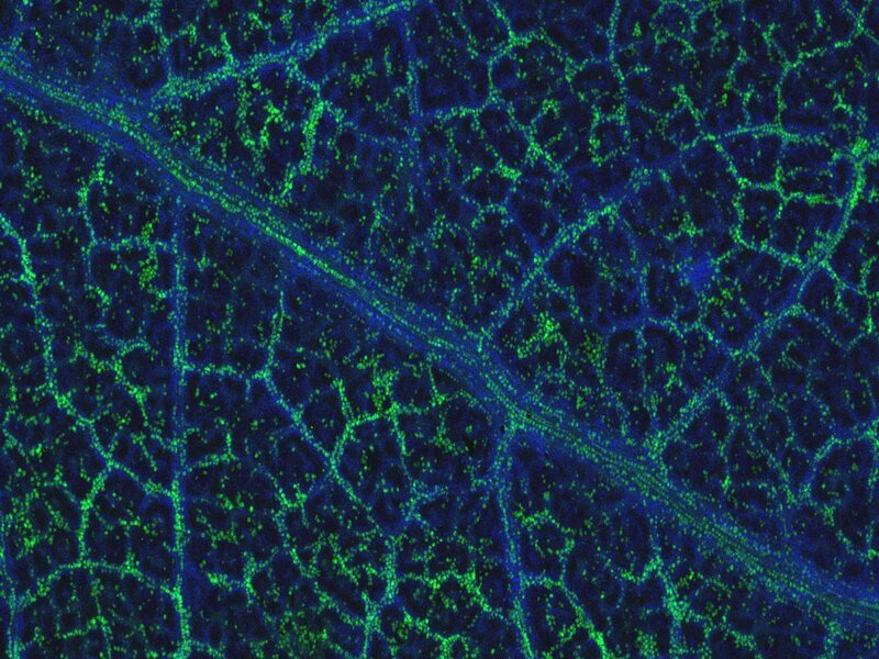 Scientists Discover Traces of Gold Growing on Tree Leaves in Remarkable Natural Phenomenon