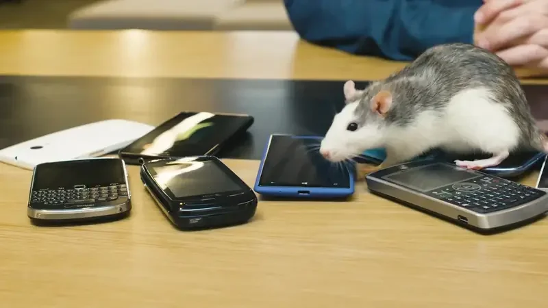 New Study Links Smartphone Radiation to Brain Cell Damage in Rats