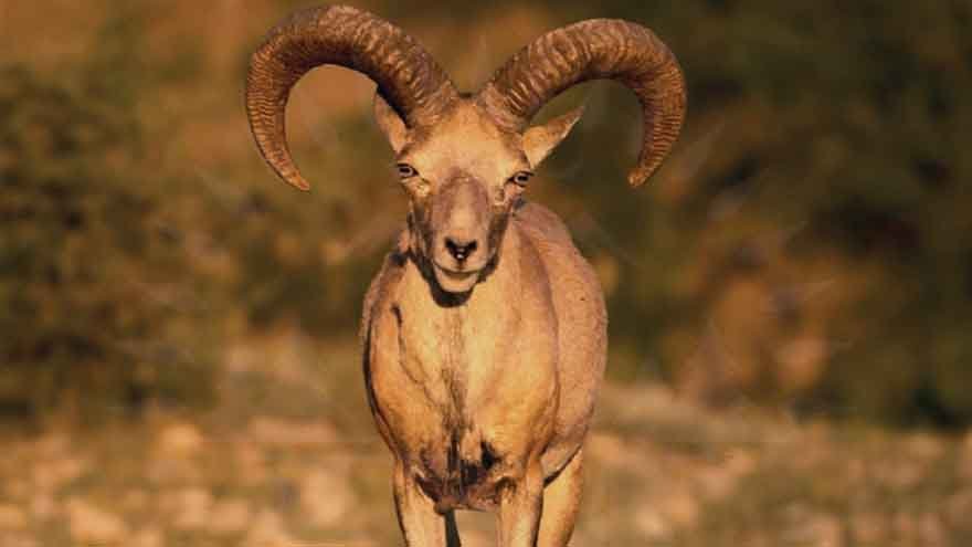 Urial Population in Punjab’s Salt Range Sees Significant Growth Thanks to Conservation Efforts