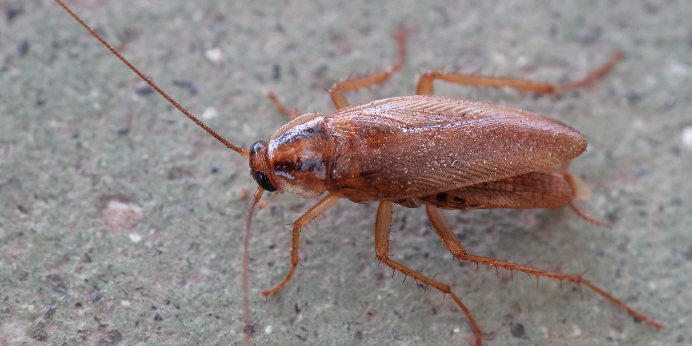 Study Finds Cockroach Infestations Significantly Degrade Indoor Air Quality, Raising Health Concerns