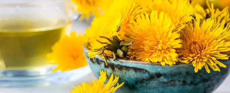 Scientists Discover Dandelion Root Extract Can Kill Over 90% of Colon Cancer Cells in Lab Studies