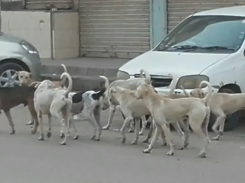 Sindh Minister Orders Action After Dog Bites at Karachi University