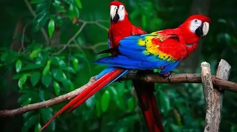 Punjab Wildlife Department Launches Parrot Registration Drive, Deadline Set for December 5