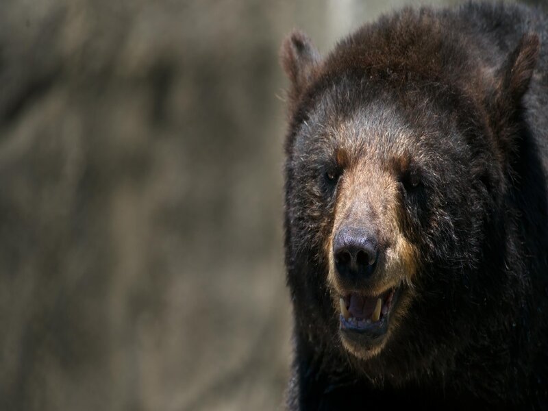 Grizzly Bear Attacks School Group in British Columbia, Multiple Injured