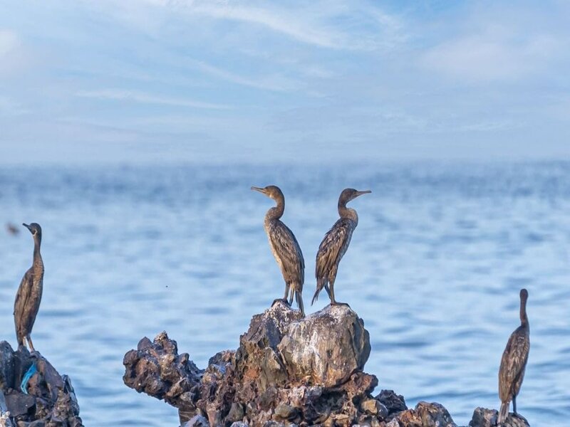 Sharjah’s Sir Bu Nair Island Opens to Visitors for First Time with Free Sea Trips on October 25