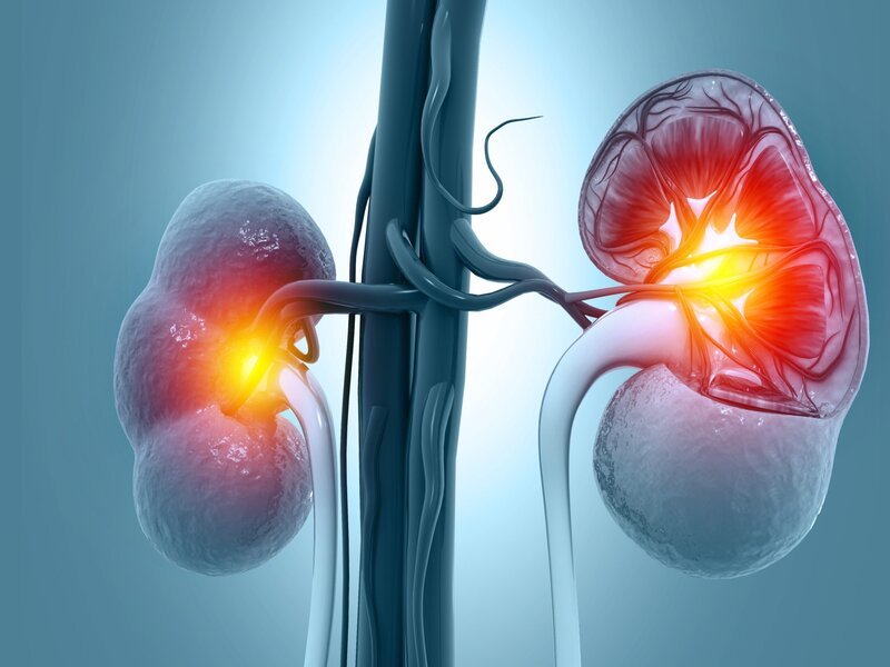 Scientists Create ‘Universal’ Kidney Compatible with Any Blood Type — A Breakthrough in Organ Transplants