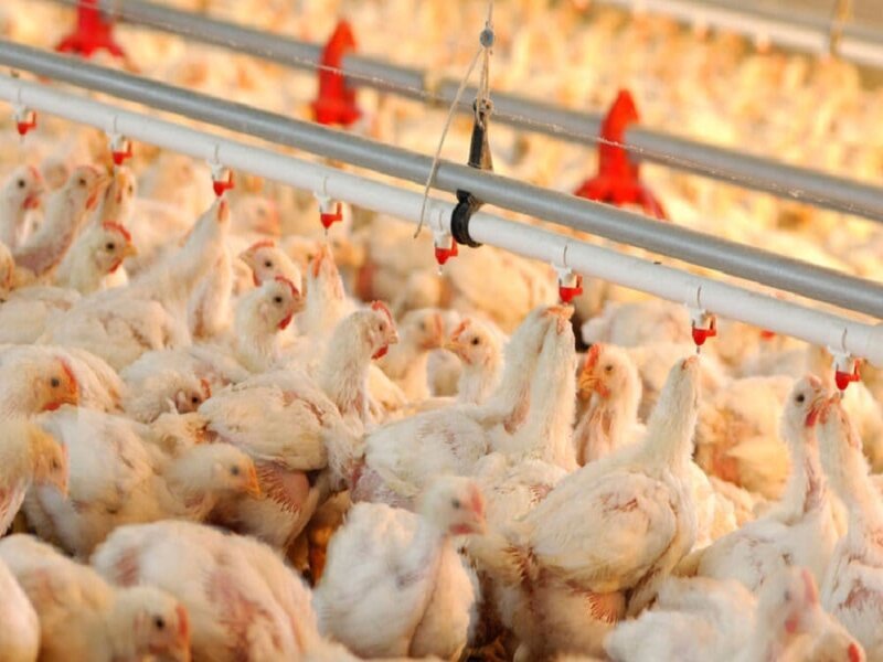 Karachi Poultry Prices Plummet Amid Suspension of Exports to Afghanistan