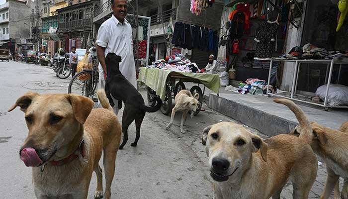 Karachi: 28 People Bitten by Dog in Jumma Goth, 60 Dogs Stolen in Islamabad