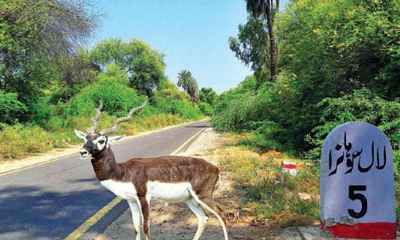 Punjab Forest Department Reclaims 800 Acres of Lal Sohanra National Park from Illegal Occupation