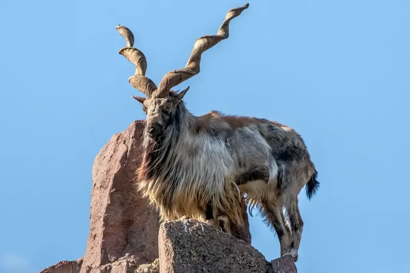 American Hunter Legally Hunts Kashmir Markhor in Tushi-Shasha Conservancy, Chitral for $243,000