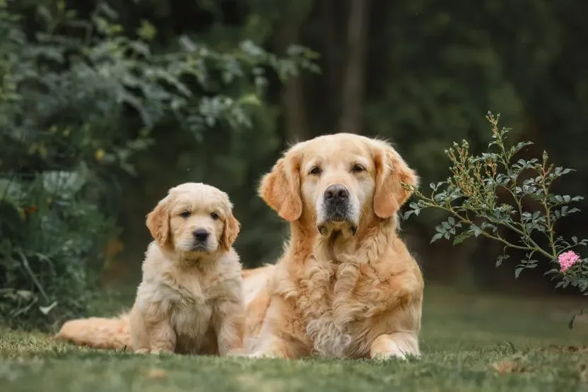 Pakistan to Launch First University-Level Course on International Animal Rights Law in 2026