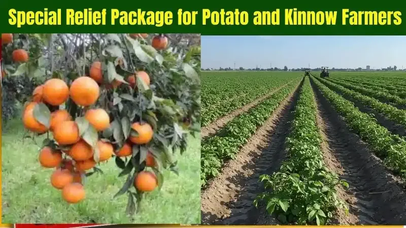 Punjab Announces Special Support Package for Potato and Kinnow Growers to Boost Regional Agricultural Exports