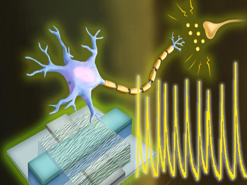 World’s First Artificial Neurons Communicate with Human Brain Cells, Paving Way for Advanced Neurotechnology