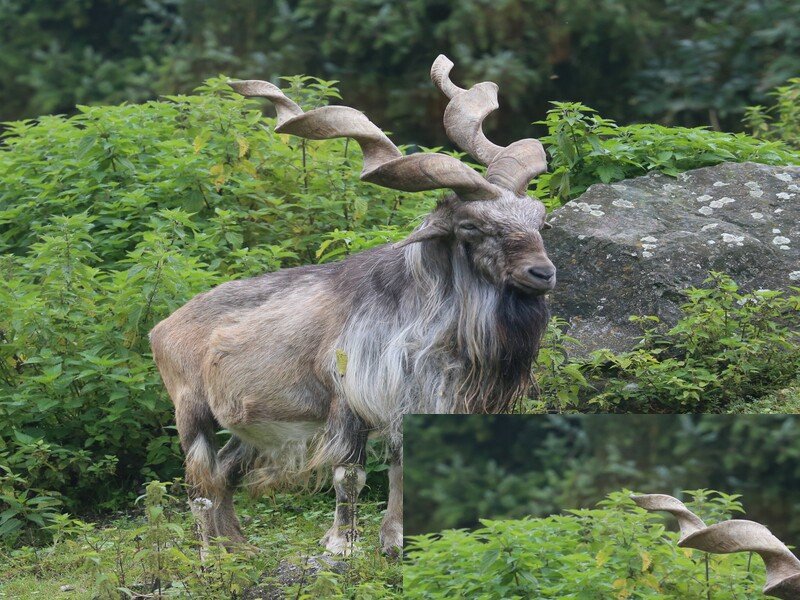 World’s Largest Markhor Sculpture Unveiled in Kaghan Valley to Celebrate Pakistan’s National Animal