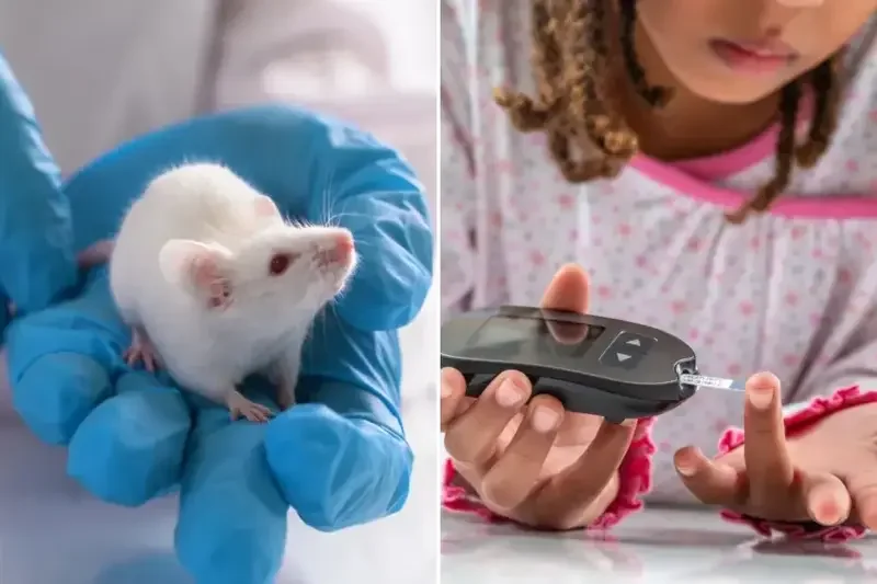 Scientists Permanently Cure Type 1 Diabetes in Mice Using Dual Stem Cell and Islet Cell Transplant