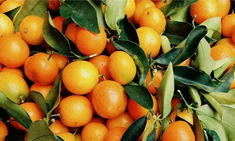 Pakistan Earns ₨11.1 Billion from Kinnow Exports in Just 45 Days Despite Afghan Market Closure