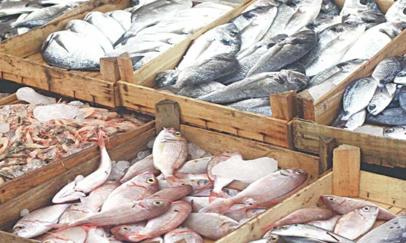 Pakistan’s Seafood Exports to China Hit $255 Million in 2025 Driven by Frozen and Processed Products