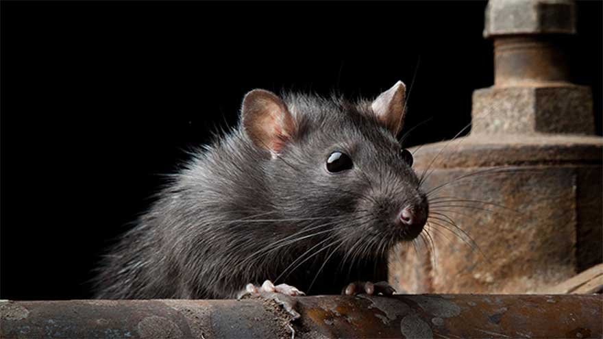 Man Released After Rats Devour 200kg of Seized Drugs in Court Custody