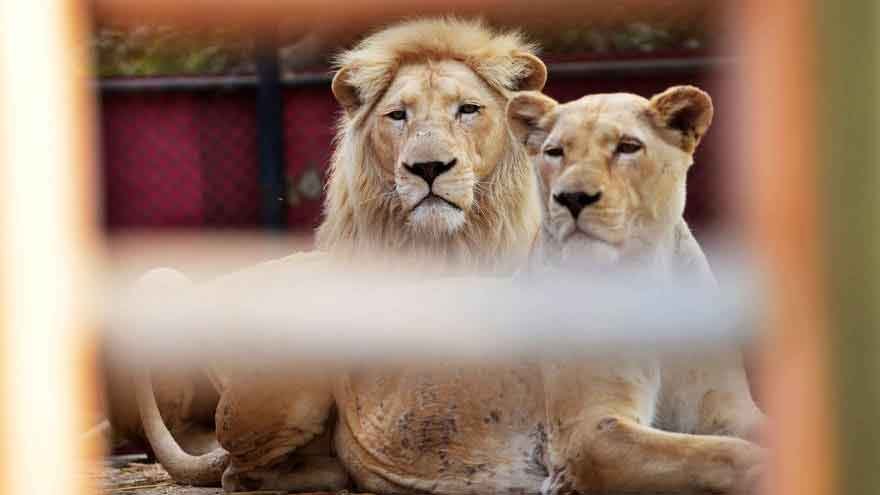 Punjab CM Maryam Nawaz Orders Province-Wide Ban on Keeping Big Cats After Pet Lion Attacks in Lahore