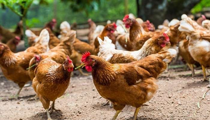 Oman Bans Poultry Imports from Kerala Amid Veterinary Health Concerns