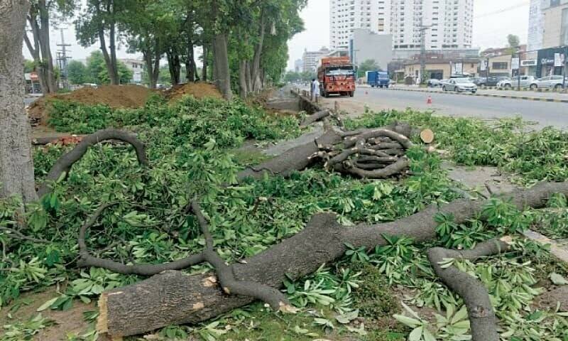 PHA Enforces Complete Ban on Tree Cutting Across Lahore