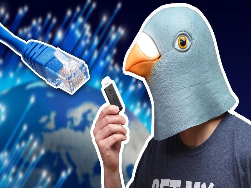 Report Explores Surprising Connection Between Pigeons and Wireless Phone Chargers