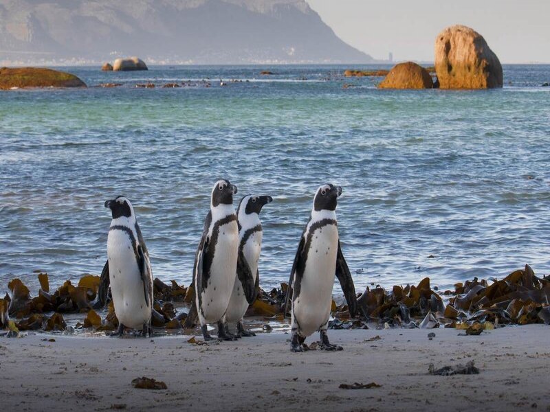 Food Shortages Drive Mass Starvation of Endangered African Penguins, Study Finds