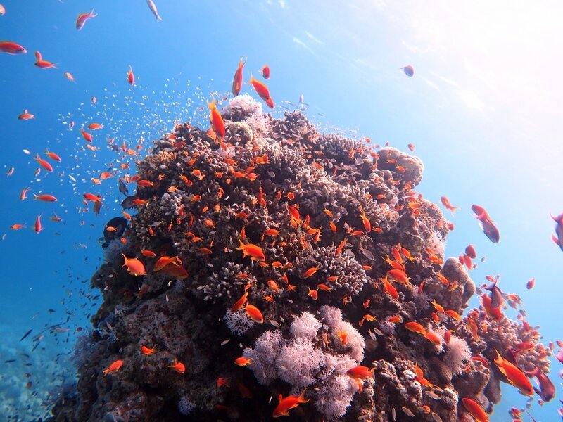 Study Finds Coral Reefs Regulate Daily Rhythms of Marine Microbes, Offering New Insights into Ocean Health