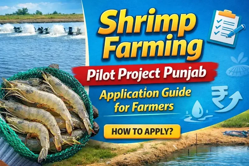 Punjab Launches 2026 Shrimp Farming Pilot Project – Complete Application Guide for Farmers