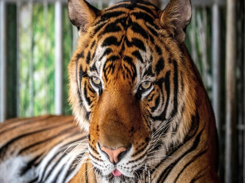 Deadly Virus Kills Dozens of Tigers at Thailand Wildlife Park