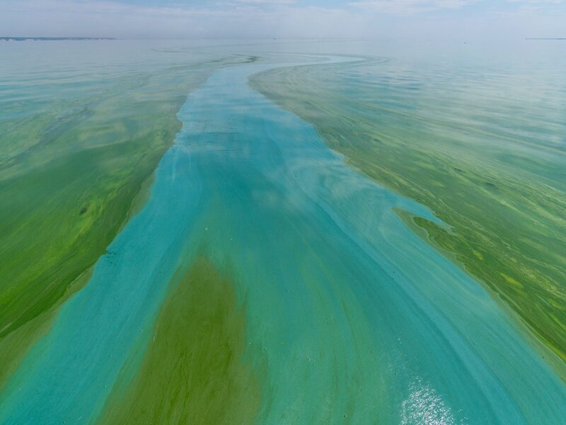 Study Finds Plastic Pollution Driving Rise in Toxic Algae Blooms