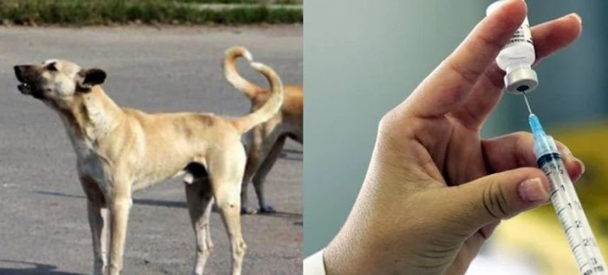 Sindh Plans Upgrade of 300 Rabies Treatment Centres Across the Province