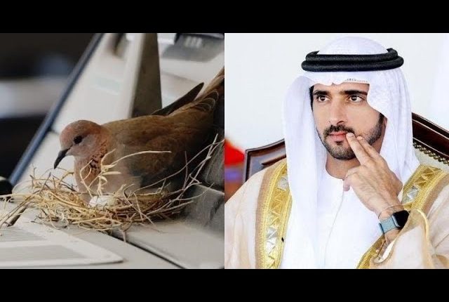 Sheikh Hamdan, Dubai's Crown Prince, Halts His Mercedes After Birds Build Nest on It