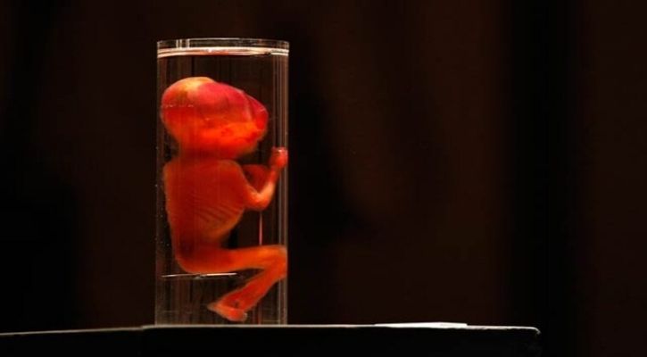 Scientists Grow Human Embryo in Lab, Sperm, Egg, or Womb