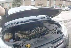 Shocking Snake Discovery in Car Engine